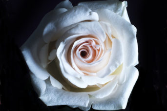 white-rose-close-up